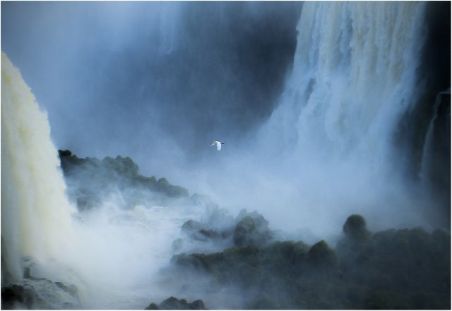 L'aigrette d'Iguazu